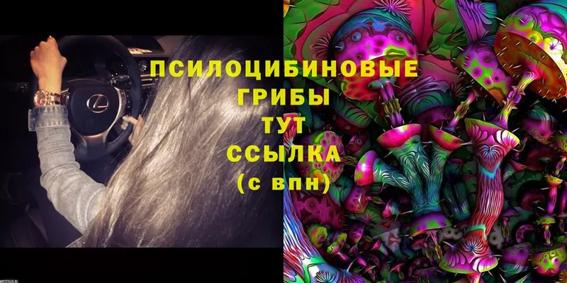 Псилоцибиновые грибы Psilocybe  Данков 